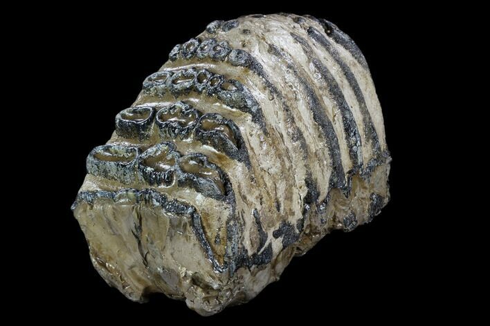 Partial Southern Mammoth Molar - Hungary #123663